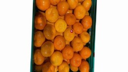 Mandalina ihracatı tarih yazıyor