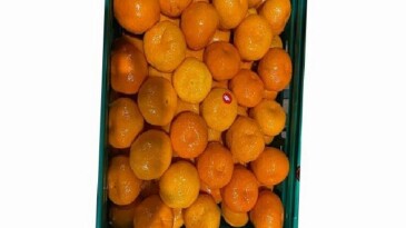 Mandalina ihracatı tarih yazıyor