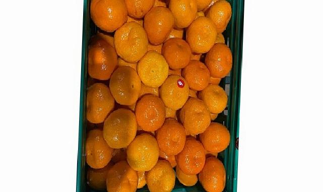 Mandalina ihracatı tarih yazıyor