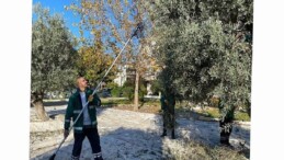 Milas Belediyesi Park ve Yeşil Alanlarda Zeytin Hasadına Devam Ediyor