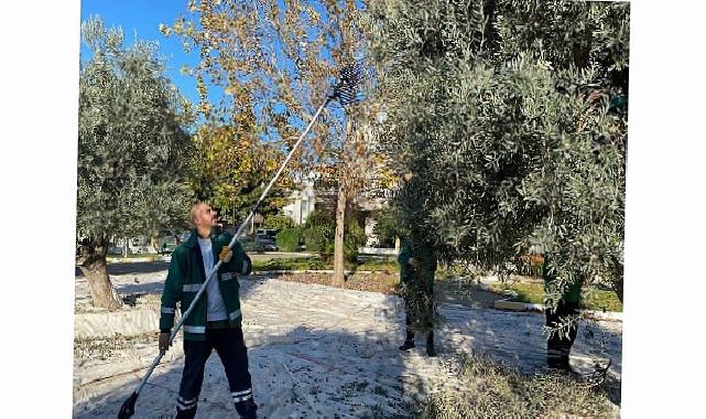 Milas Belediyesi Park ve Yeşil Alanlarda Zeytin Hasadına Devam Ediyor