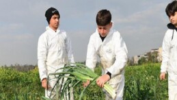 Osmangazi’de Pırasa Hasadıyla Doğallık Sofralara Taşınıyor