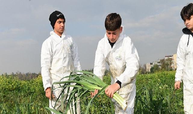 Osmangazi’de Pırasa Hasadıyla Doğallık Sofralara Taşınıyor