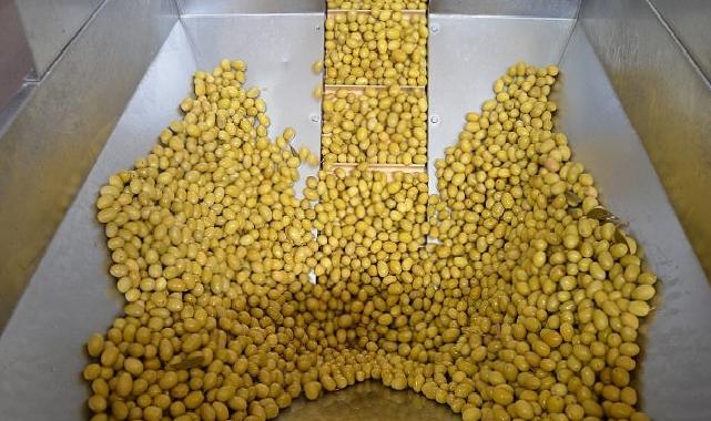 Zeytin ve zeytinyağı bölümünde güçler URGE Projesi’nde birleştirilecek