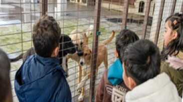 86 bin tedavi, 13 bin kısırlaştırma