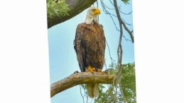 Amerika’da Bir Seferihisarlıdan Tabiat Gururu: Kar Baykuşunu Fotoğraflamayı Başardı