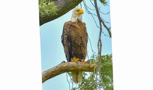 Amerika’da Bir Seferihisarlıdan Tabiat Gururu: Kar Baykuşunu Fotoğraflamayı Başardı