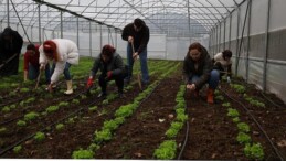 Bayan ve gençler, Büyükşehir’le tarıma kazandırılıyor
