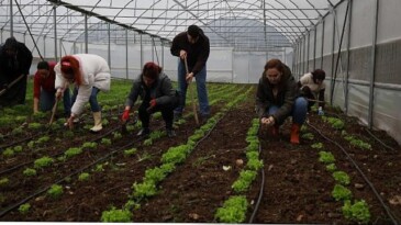 Bayan ve gençler, Büyükşehir’le tarıma kazandırılıyor