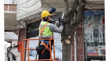 Budama Çalışmalarından Yakacak Elde Ediliyor