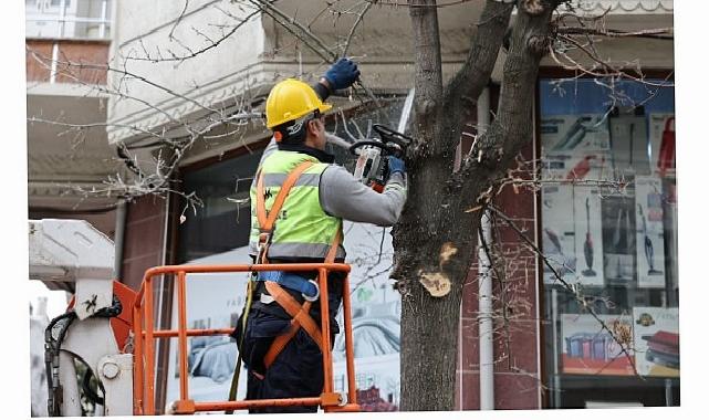 Budama Çalışmalarından Yakacak Elde Ediliyor
