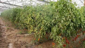 Büyükşehir Belediyesi Aksulu çiftçilerin yanında