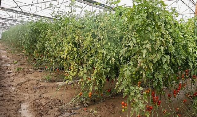 Büyükşehir Belediyesi Aksulu çiftçilerin yanında