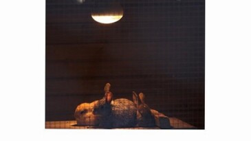 Büyükşehir Doğal Ömür Parkı’nda kış önlemleri