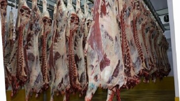 Büyükşehir Mezbahası’nda 6 bin 29 kesim yapıldı