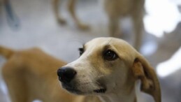 Büyükşehir’den Petshop sahiplerine fiyatsız eğitim