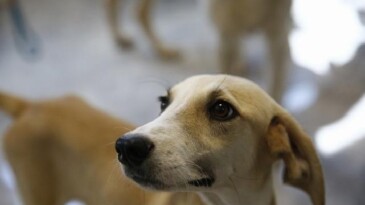 Büyükşehir’den Petshop sahiplerine fiyatsız eğitim