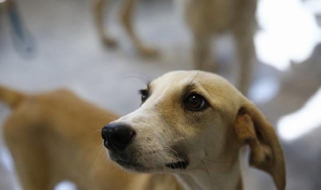 Büyükşehir’den Petshop sahiplerine fiyatsız eğitim