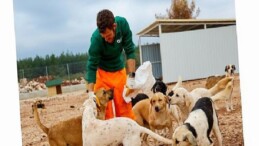 Büyükşehir’den sokak köpeklerine özel ömür alanı