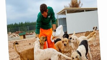 Büyükşehir’den sokak köpeklerine özel ömür alanı