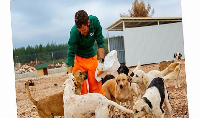 Büyükşehir’den sokak köpeklerine özel ömür alanı