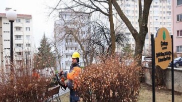 Çankaya’da Budama Çalışmaları Bahar Öncesi Sürat Kazandı