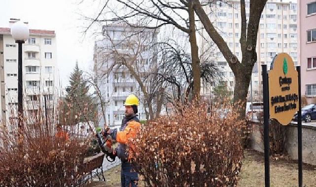 Çankaya’da Budama Çalışmaları Bahar Öncesi Sürat Kazandı