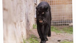 Doğal Ömür Parkı’nın jaguarı Juliet yaşama veda etti