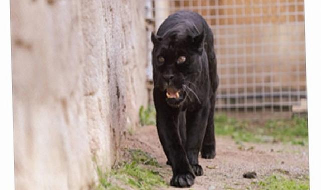 Doğal Ömür Parkı’nın jaguarı Juliet yaşama veda etti