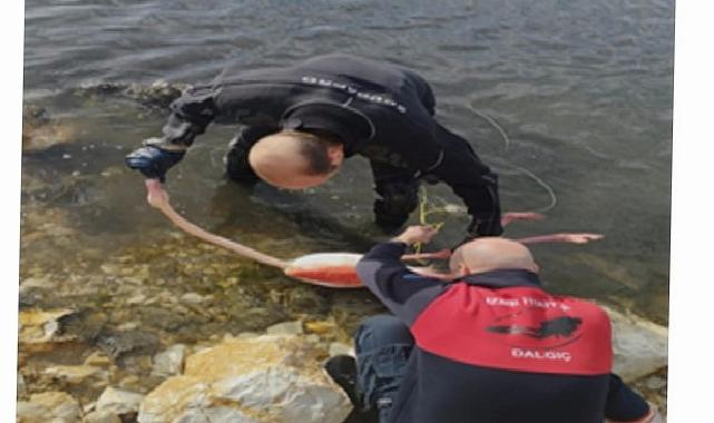 Flamingoya hayat veren kurtarma operasyonu