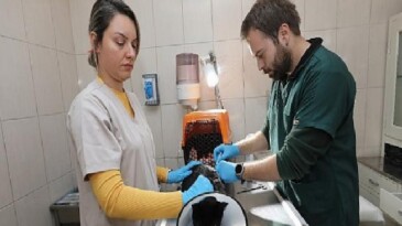 Gaziemir Belediyesi 6 bin 222 can dostun hayatına dokundu