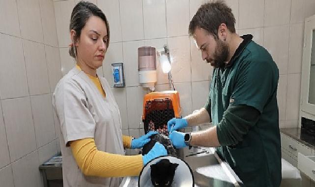 Gaziemir Belediyesi 6 bin 222 can dostun hayatına dokundu