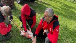 İzmir İtfaiyesi ayağına misina dolanan flamingoyu kurtardı
