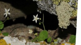 İzmir’de Yeni Bitki Tipi Keşfedildi