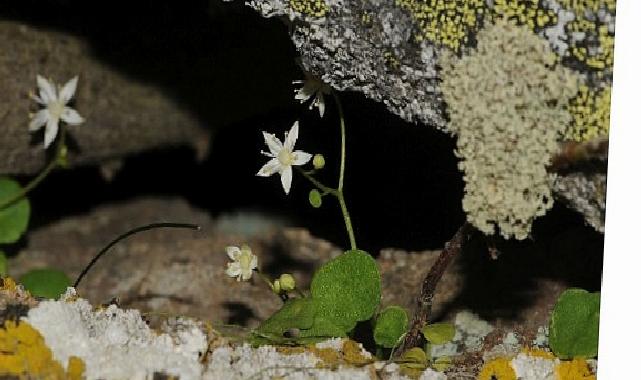 İzmir’de Yeni Bitki Tipi Keşfedildi
