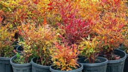 İzmir’in renkleri Büyükşehir fidanlıklarında filizleniyor