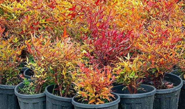 İzmir’in renkleri Büyükşehir fidanlıklarında filizleniyor