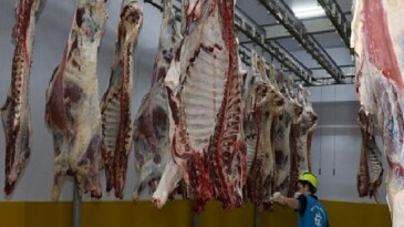 Kasapların tercihi Büyükşehir Mezbahası