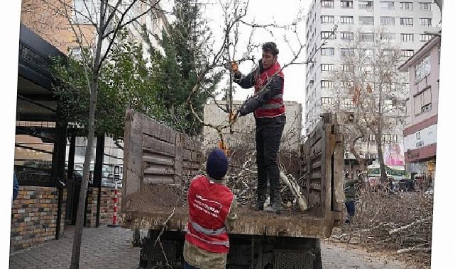 Keçiören’de Budama Çalışmasıyla Yeşil Örtü Korunuyor