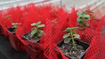 Keçiören’de Şuurlu Ziraî Üretim İçin Eğitim Verildi