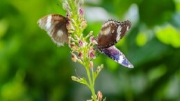 Konya’nın Turizm Yıldızı: Konya Tropikal Kelebek Bahçesi 2025’te 603 bin, toplamda 4 milyon 136 bin 888 ziyaretçiyi ağırladı