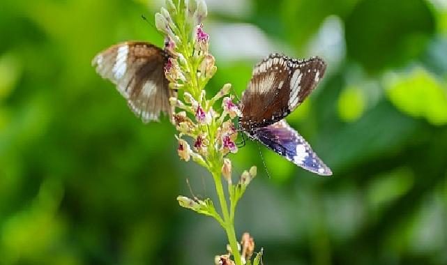 Konya’nın Turizm Yıldızı: Konya Tropikal Kelebek Bahçesi 2025’te 603 bin, toplamda 4 milyon 136 bin 888 ziyaretçiyi ağırladı