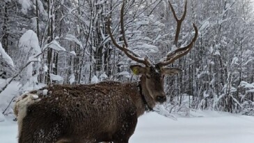 Kuzuyayla’nın müdavimi kızıl geyikler