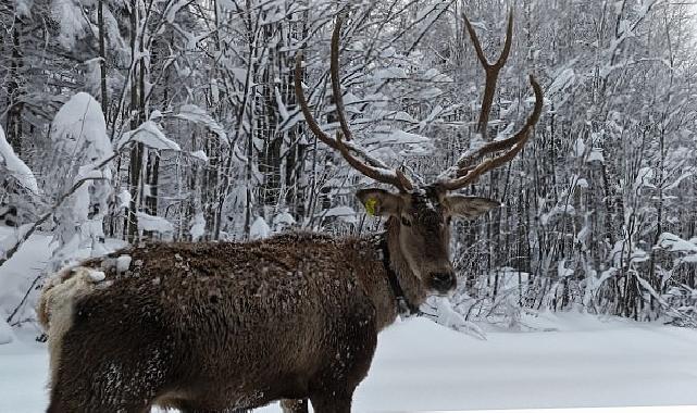 Kuzuyayla’nın müdavimi kızıl geyikler
