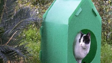 Lider Tugay kelam verdi, kediler sıcak yuvalarına kavuştu