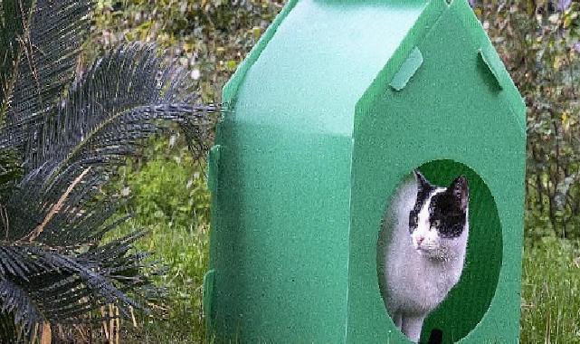 Lider Tugay kelam verdi, kediler sıcak yuvalarına kavuştu