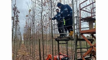 On binlerce bitki Büyükşehir fidanlığında yetişiyor