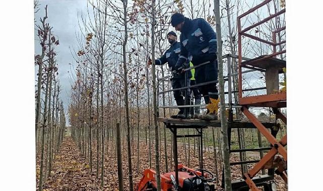 On binlerce bitki Büyükşehir fidanlığında yetişiyor