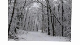 Ormanya’da kartpostallık kış görüntüleri