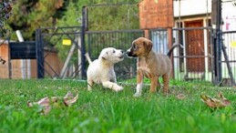 Osmangazi Belediyesi Can Dostların Umudu Oluyor